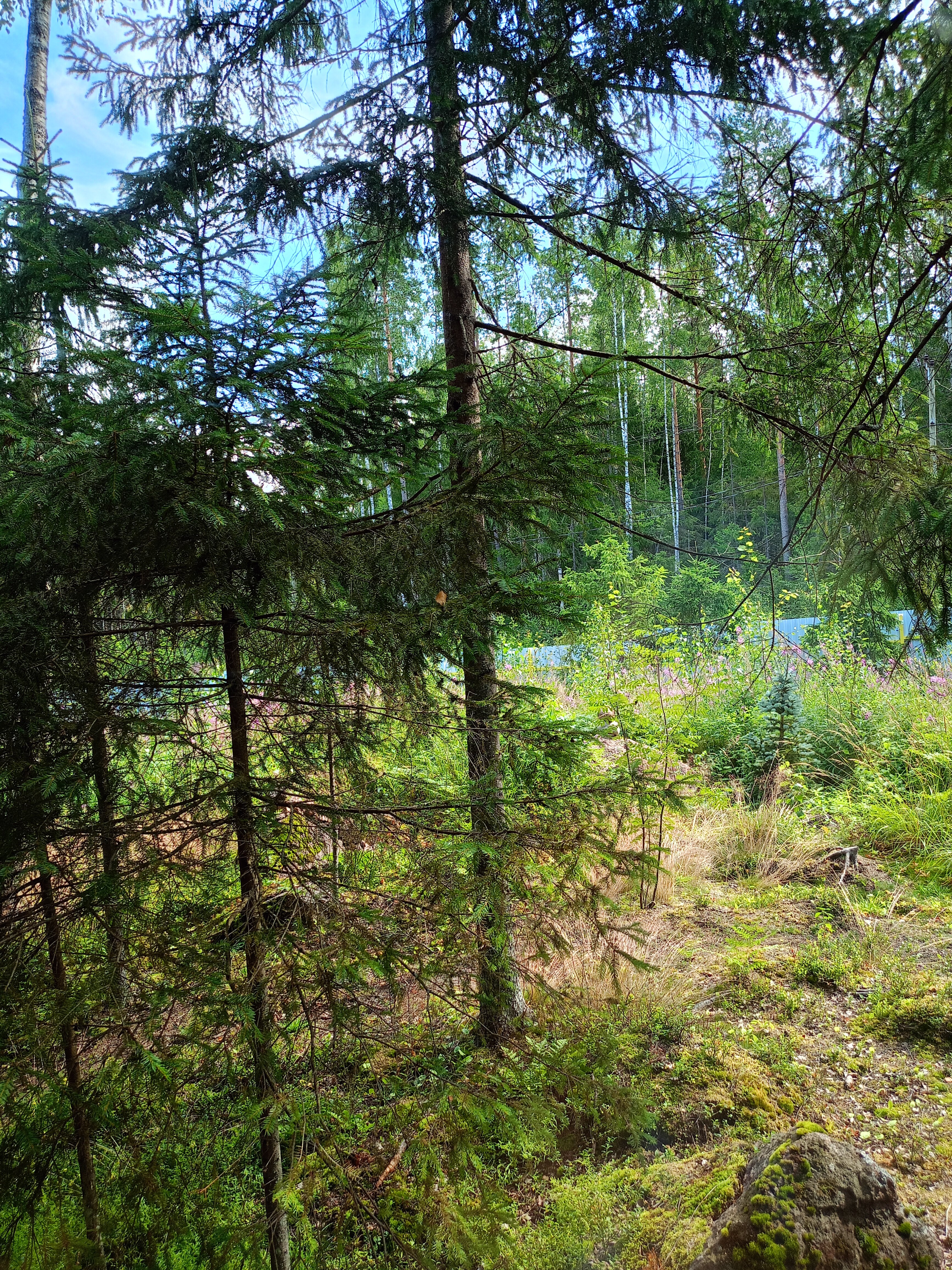 Фото Поместье Лесная бухта