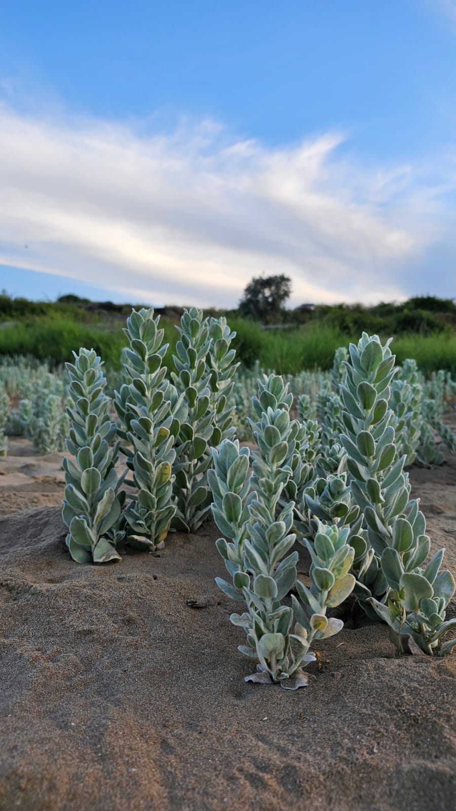 Фото Резидент-Плаза