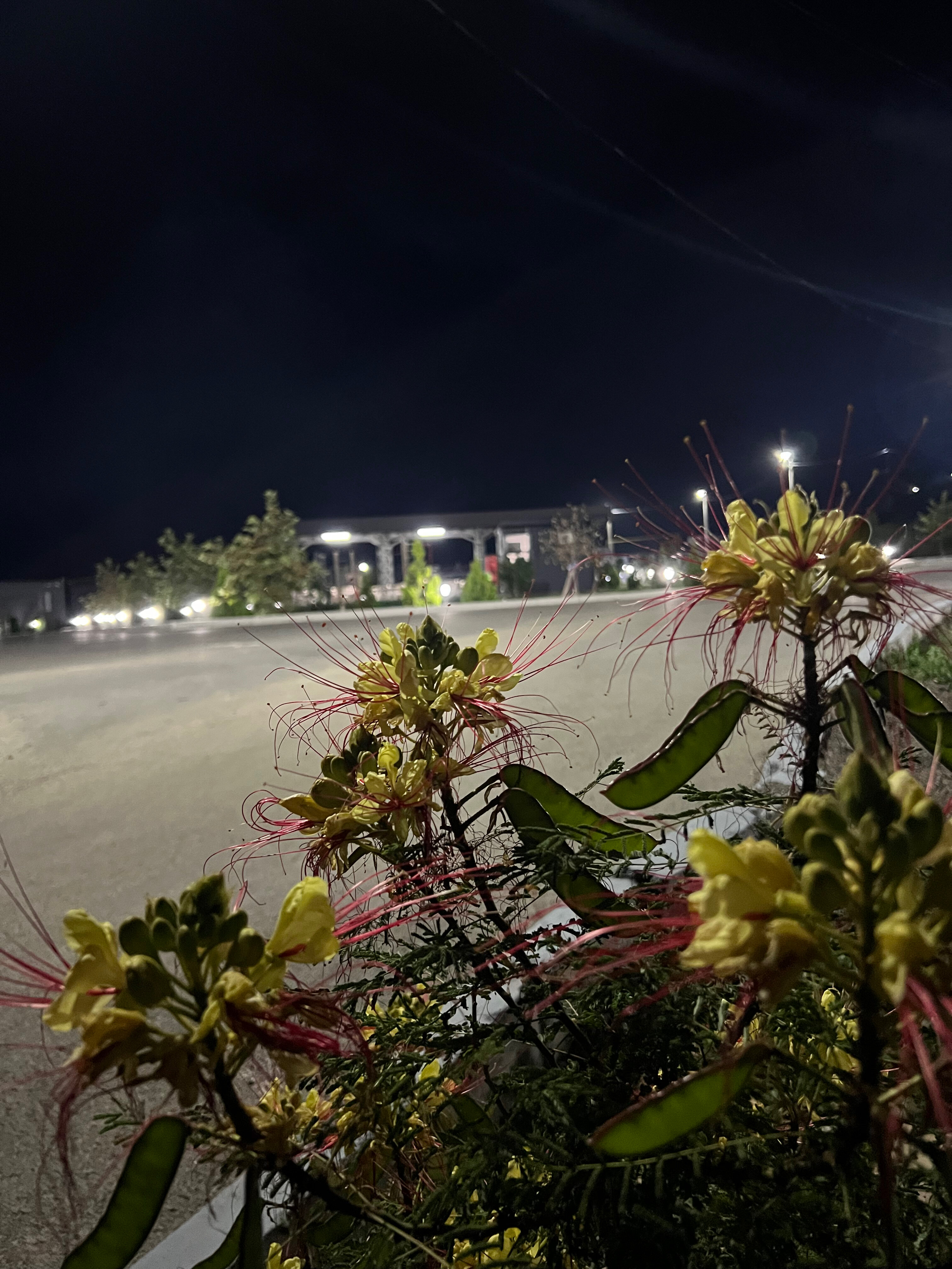 Фото Мамрач