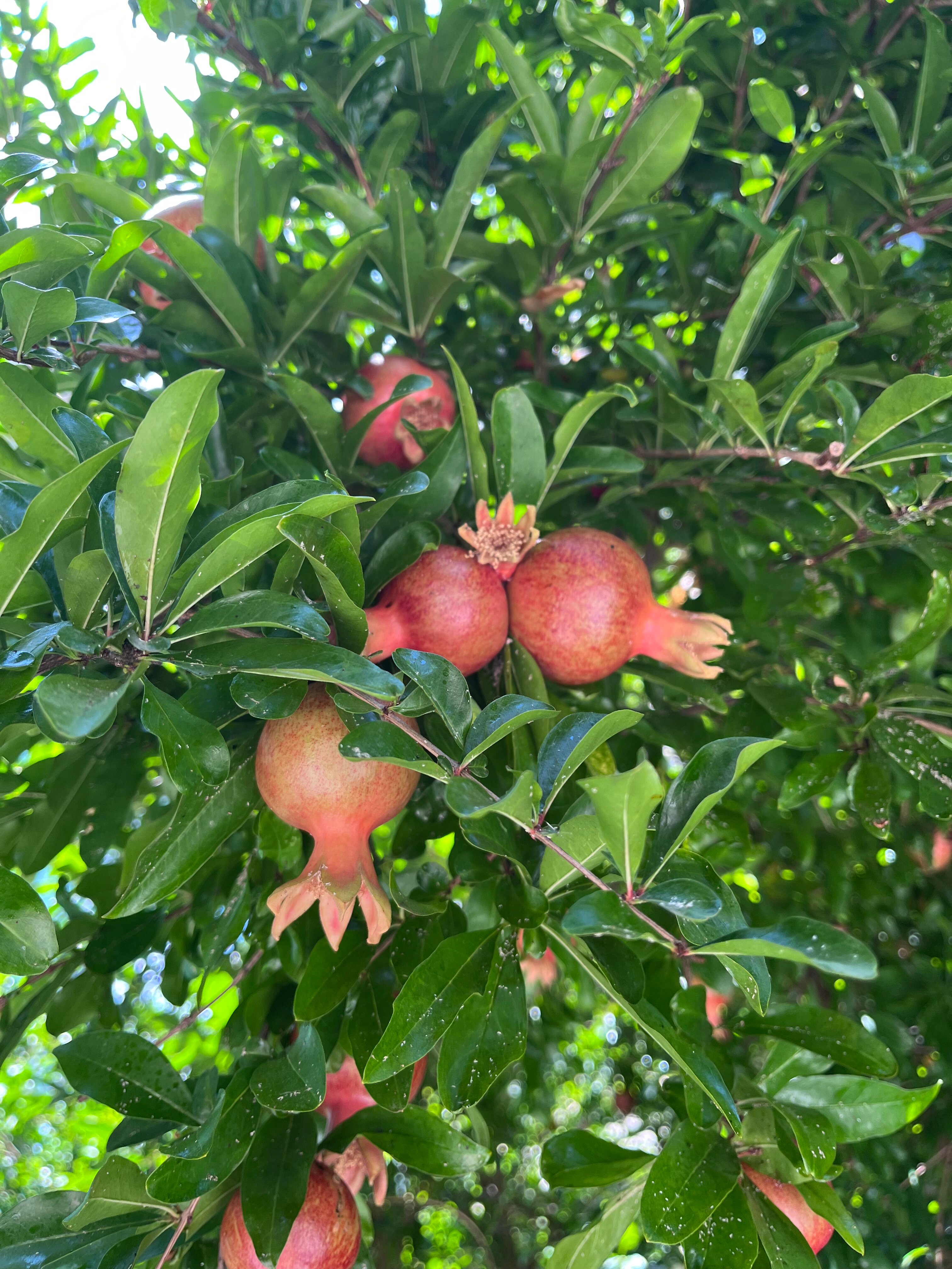 Фото Коктейль