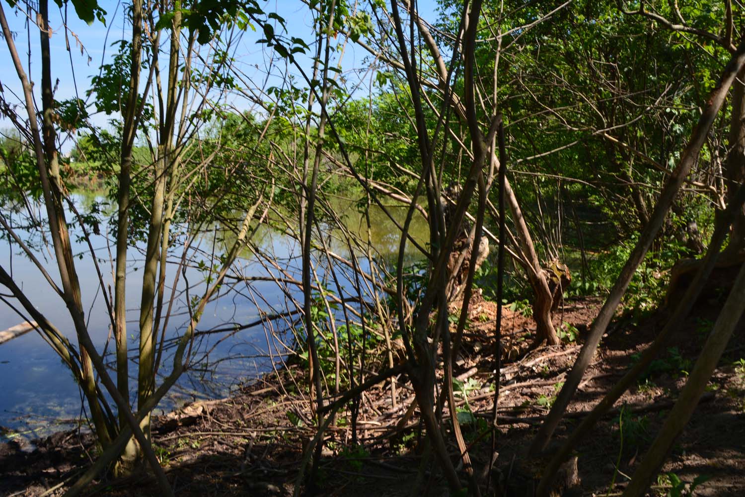 Фото Лес среди болот