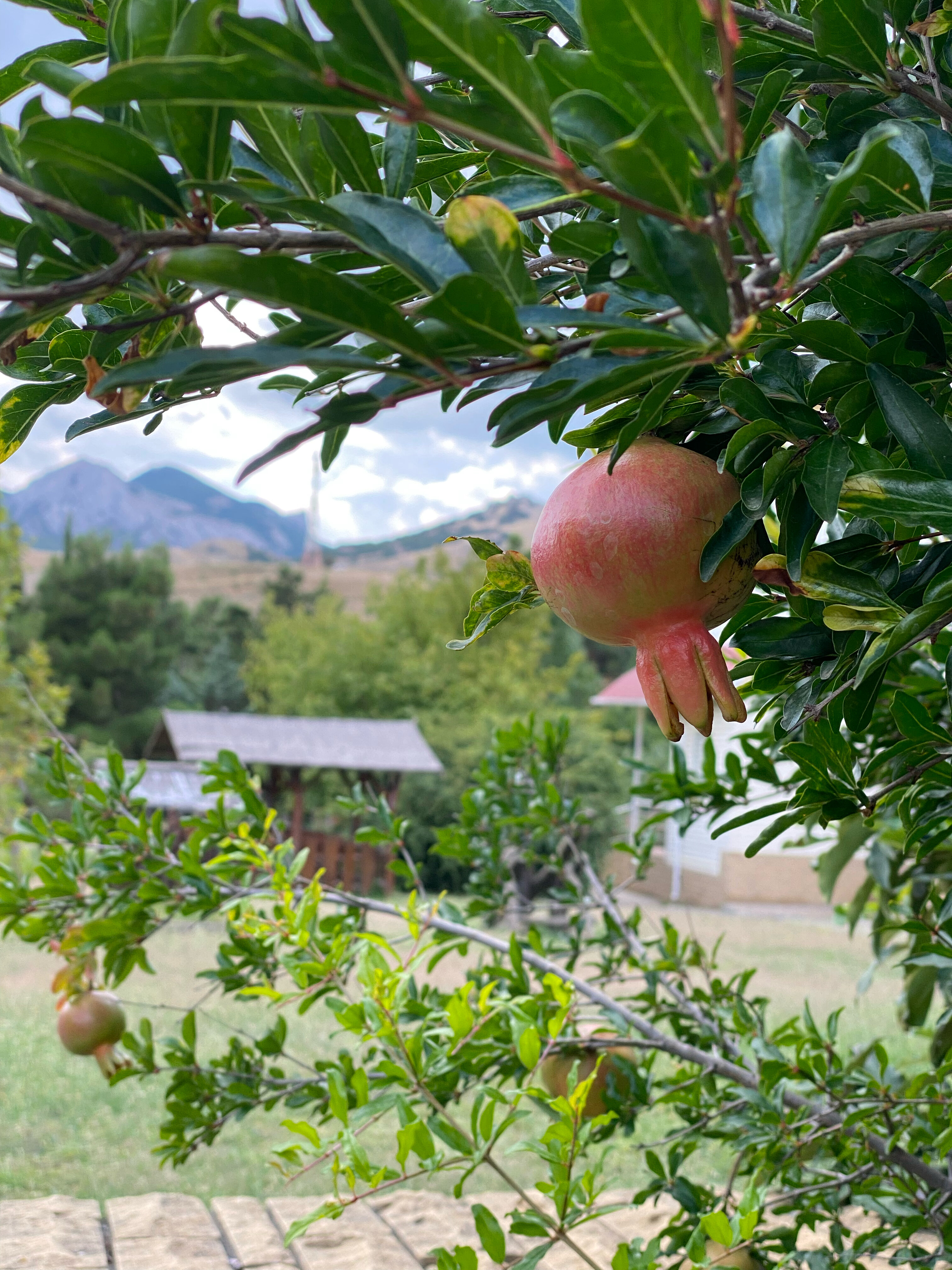 Фото Колыбель Коктебеля