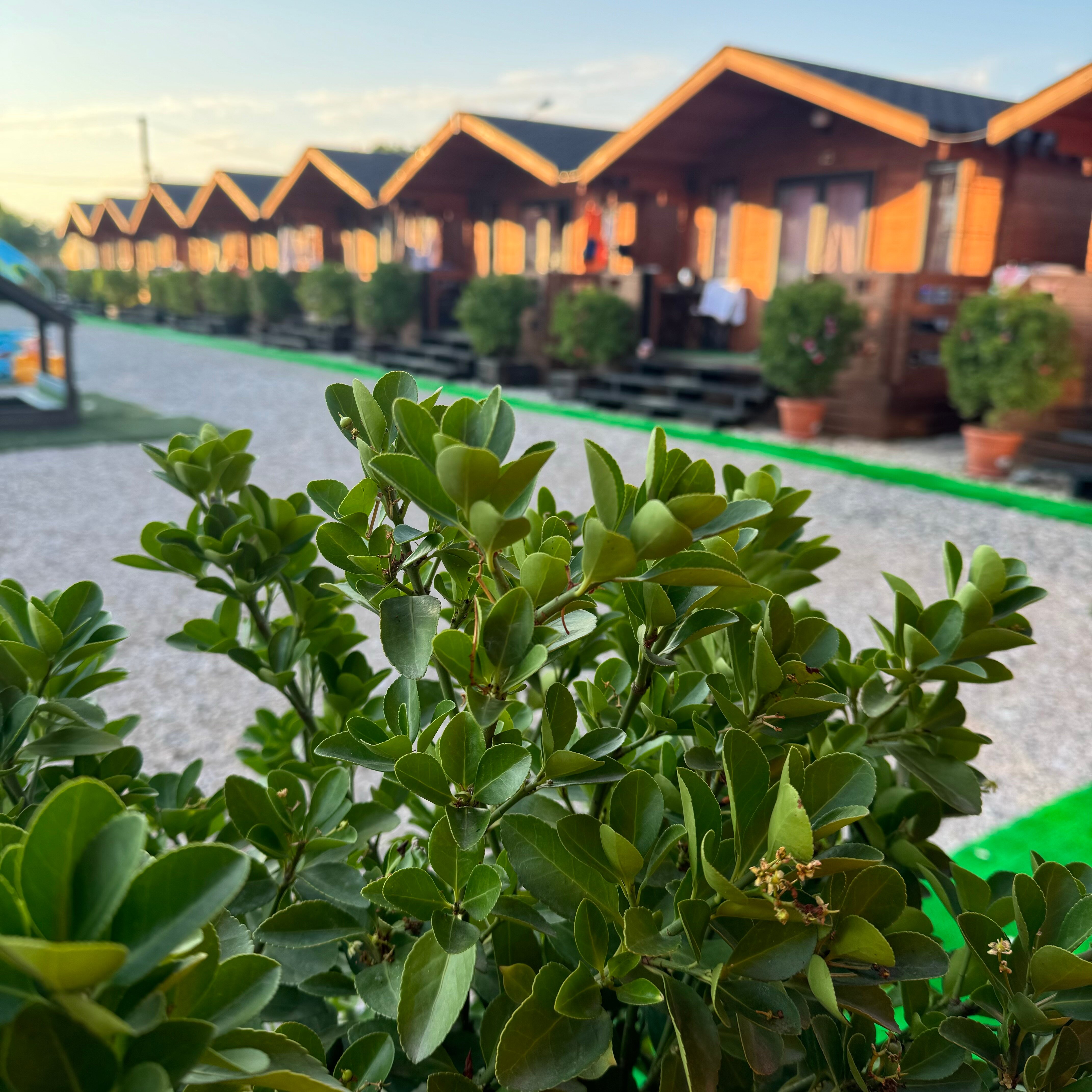 Фото Аристократ