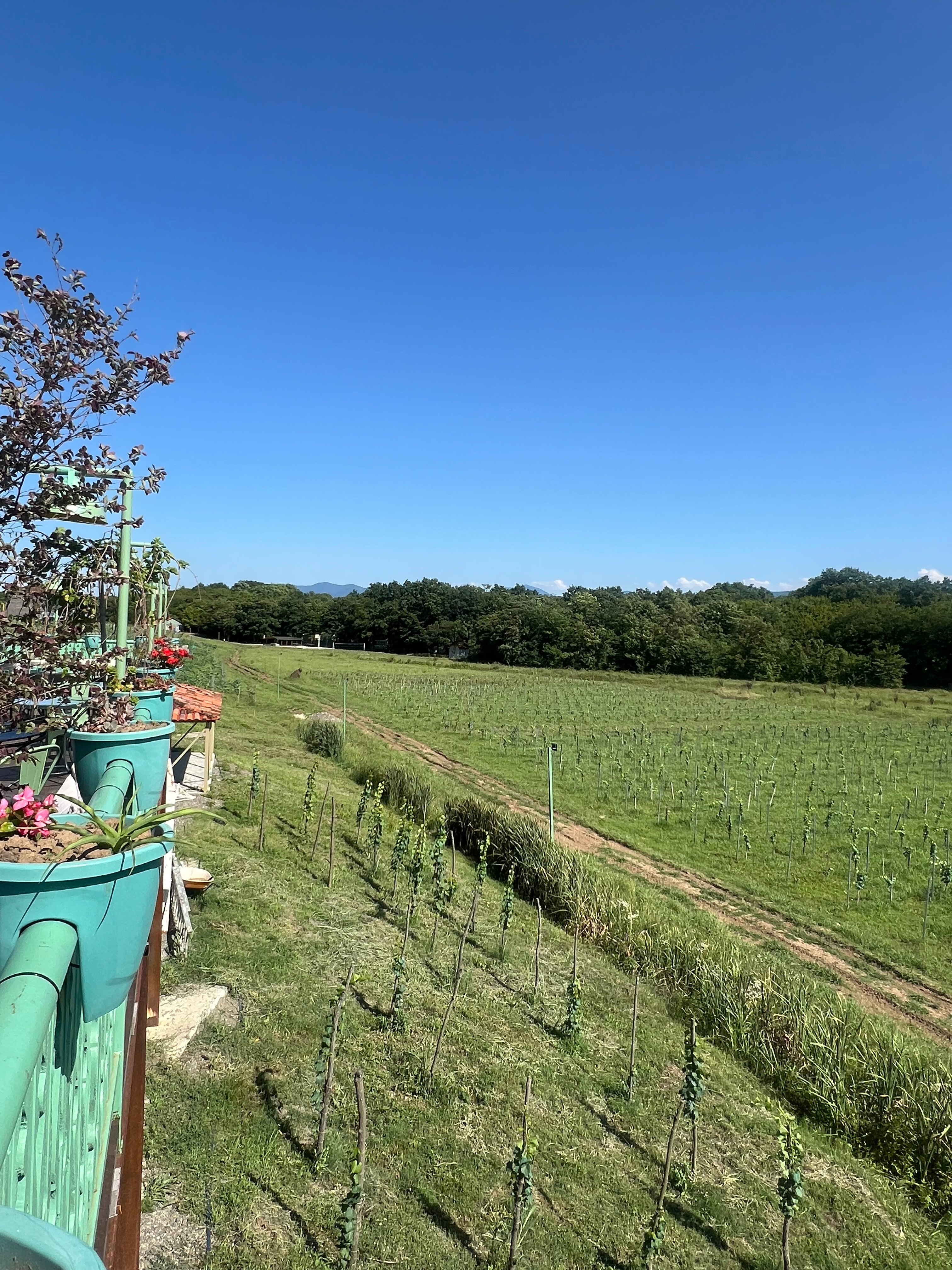 Фото Chateau Vartsikhe