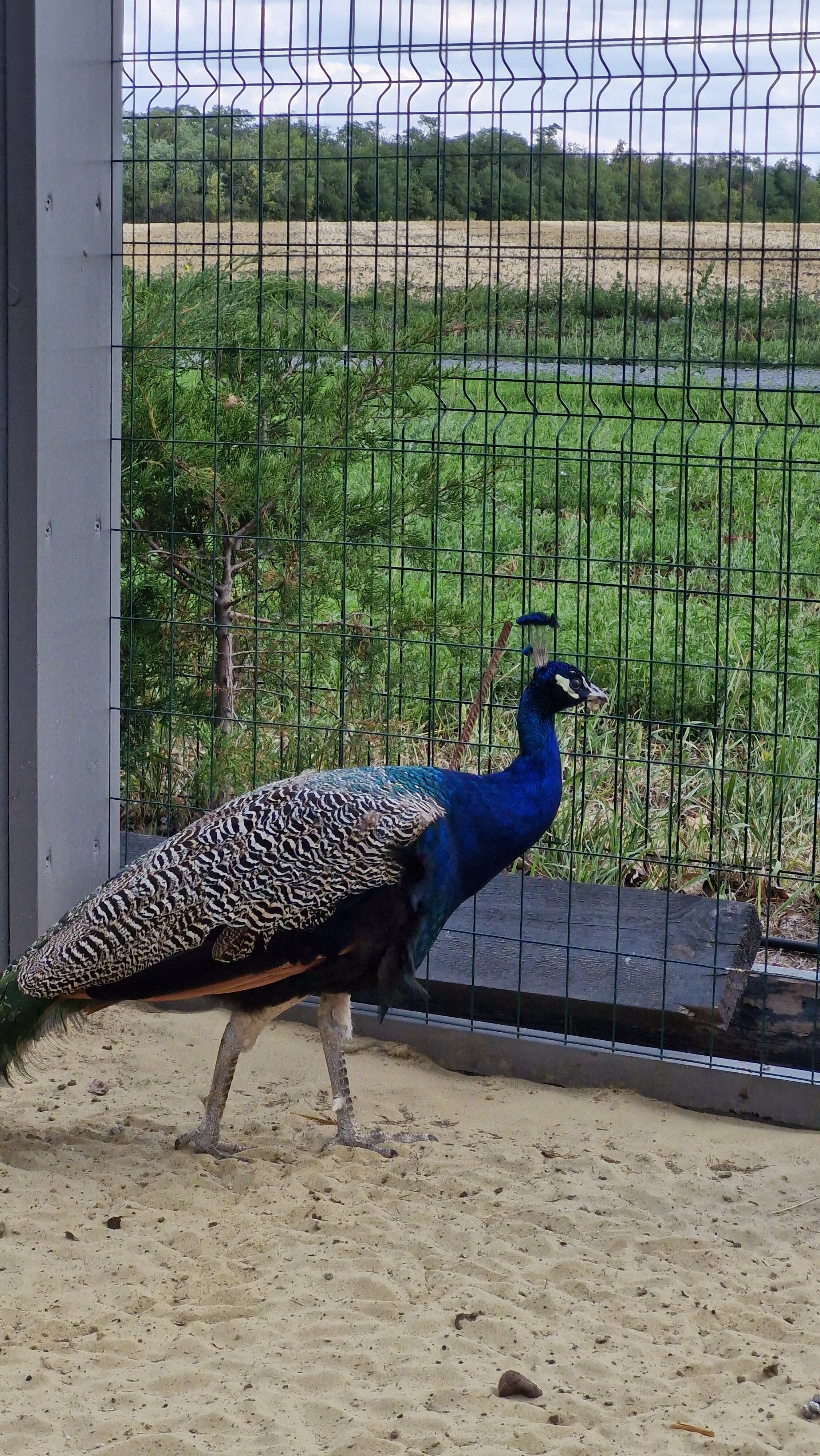 Фото Феникс