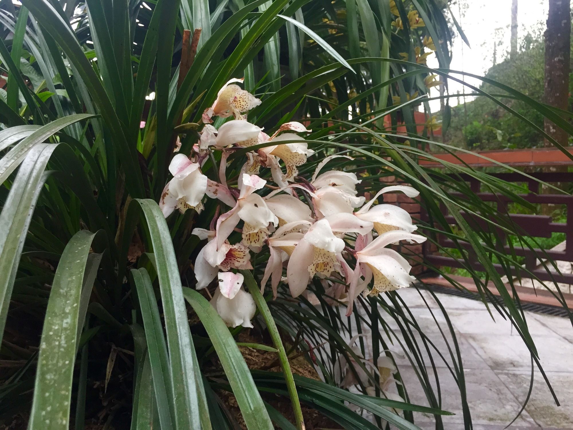 Фото Гостевой Дом Sapa Garden