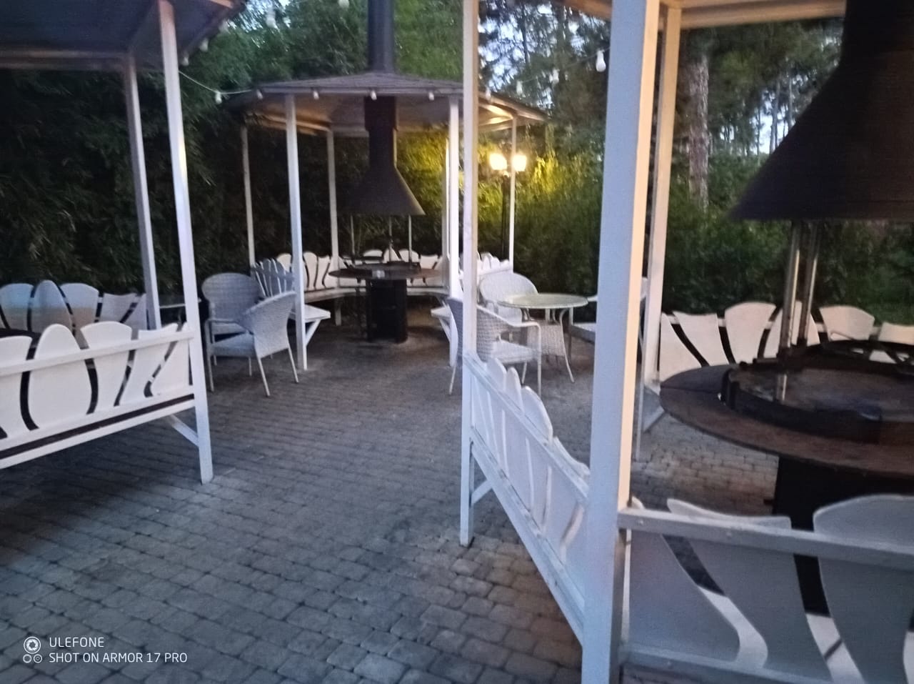 Фото Розмарин