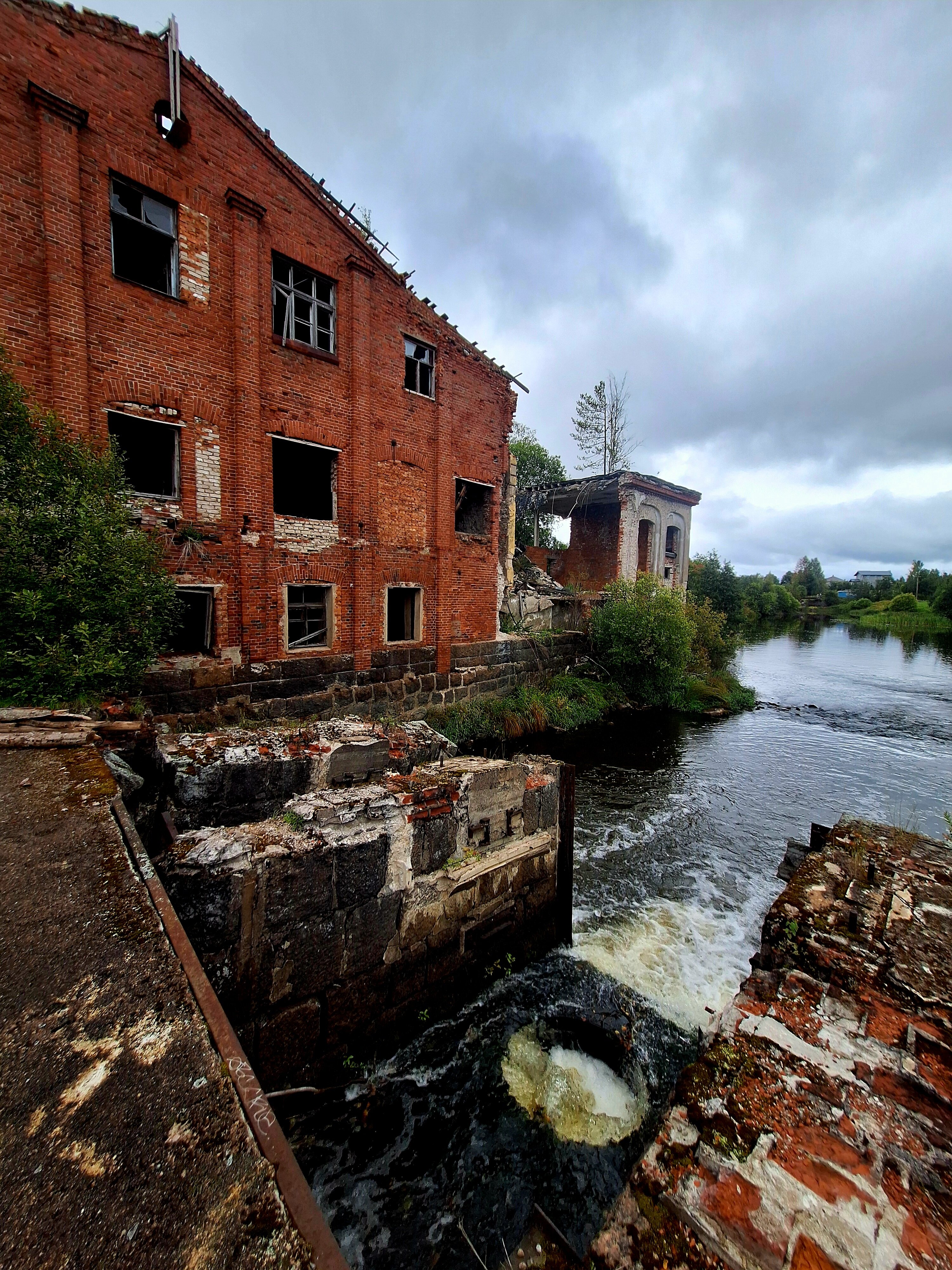 Фото Ракита