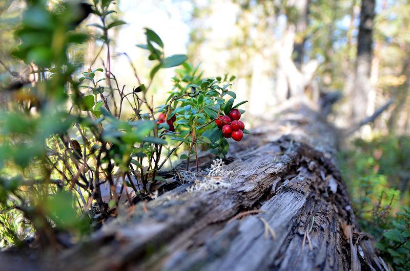 Фото Ковчег