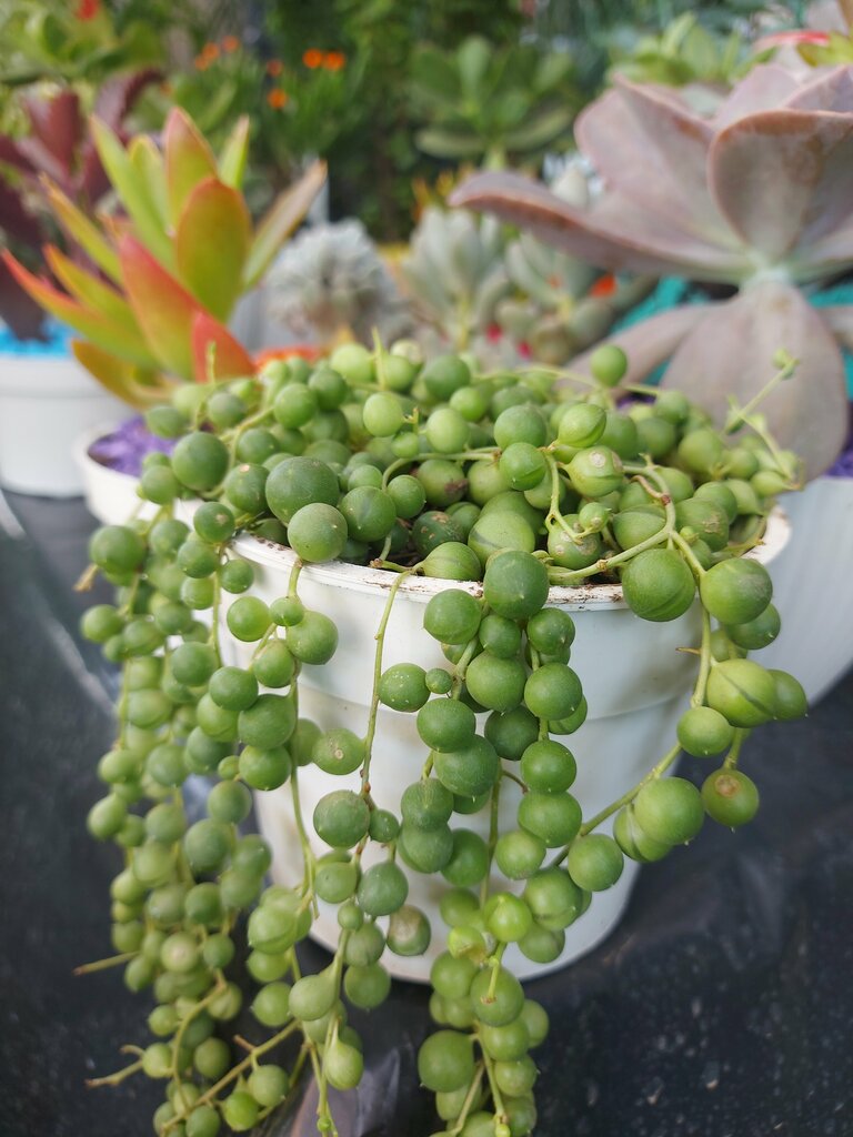 Plant nursery Yder Plants and Flowers, Santa Cruz de la Sierra, photo