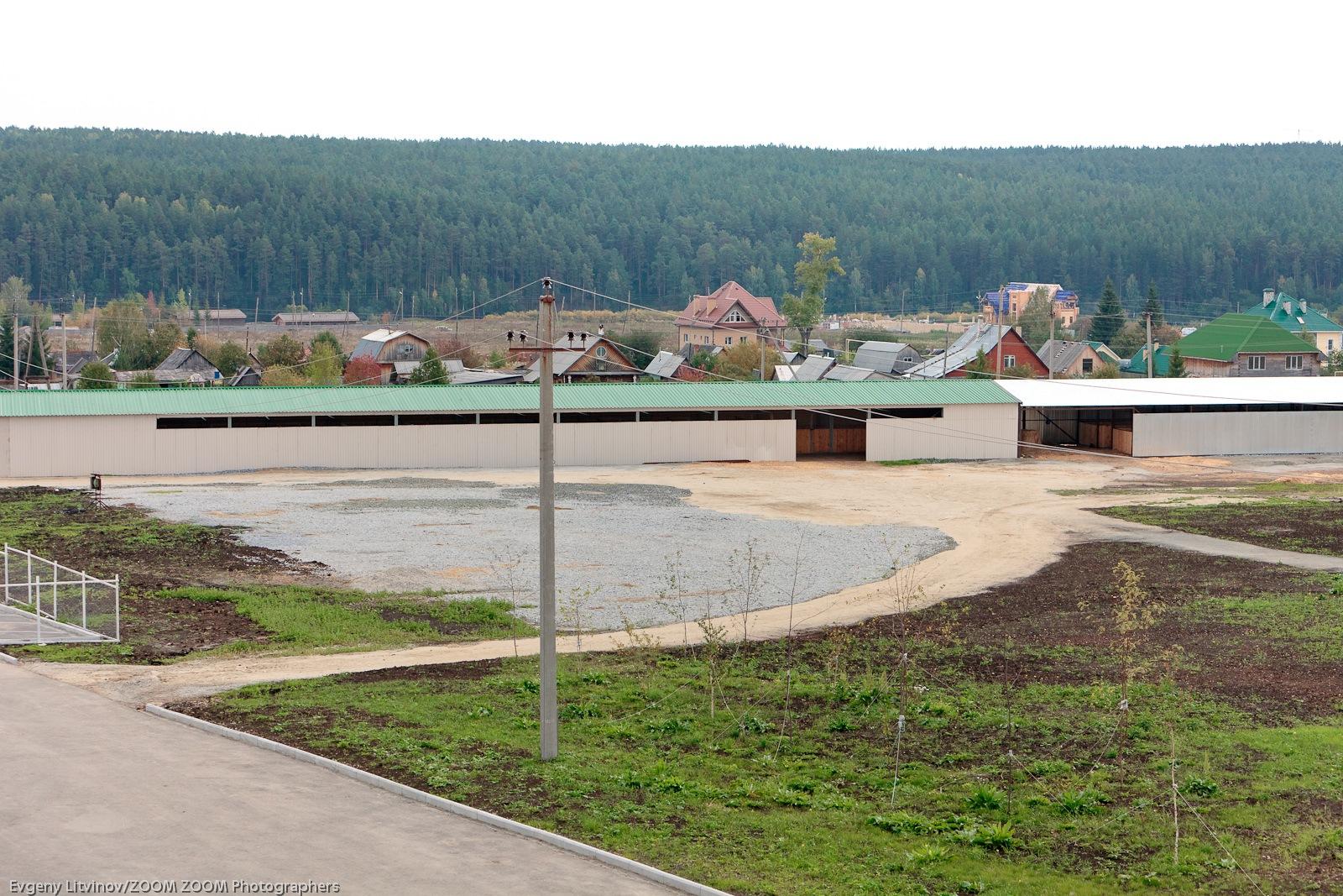 Фото Белая лошадь