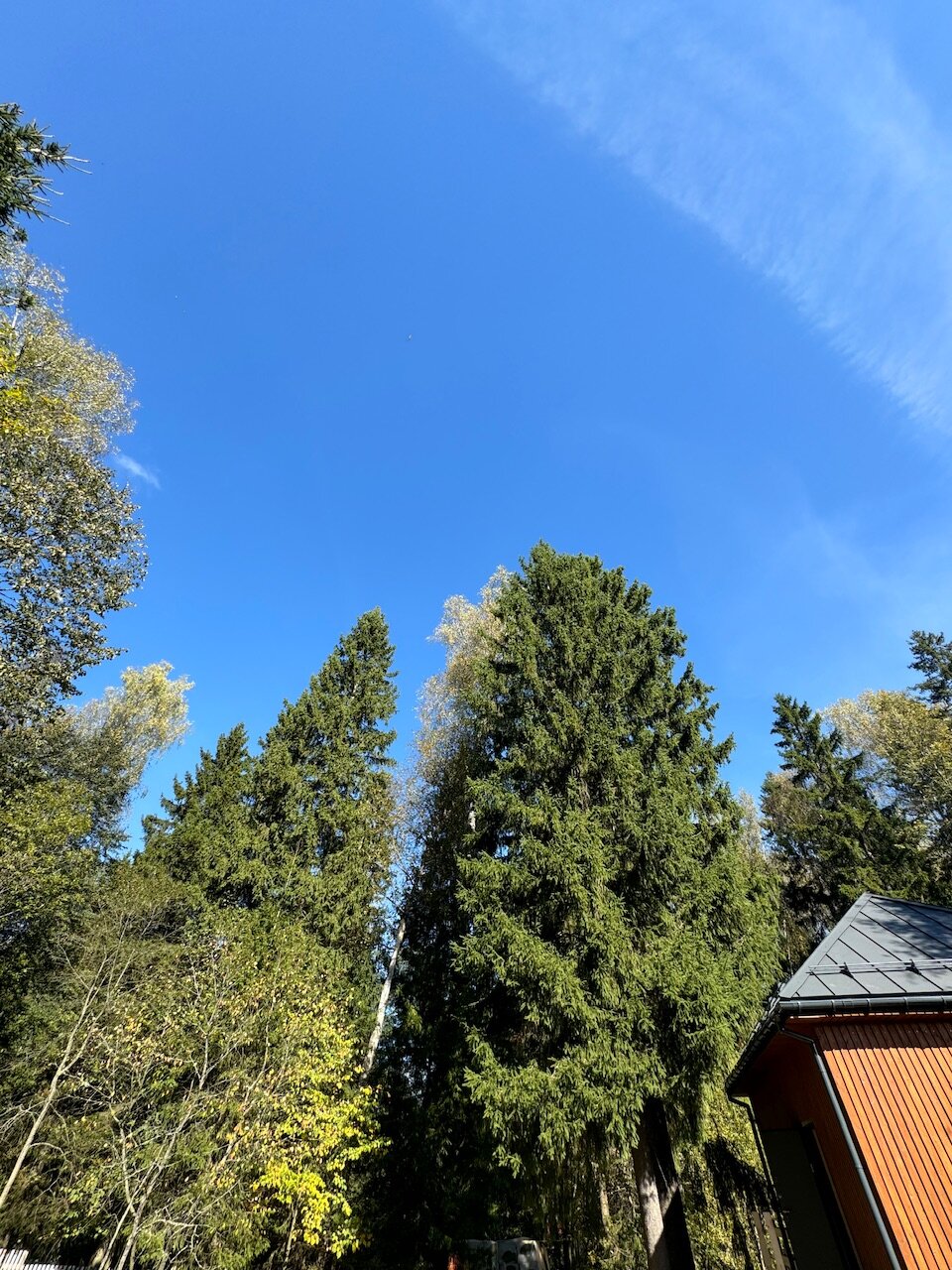 Фото Дом и Елки