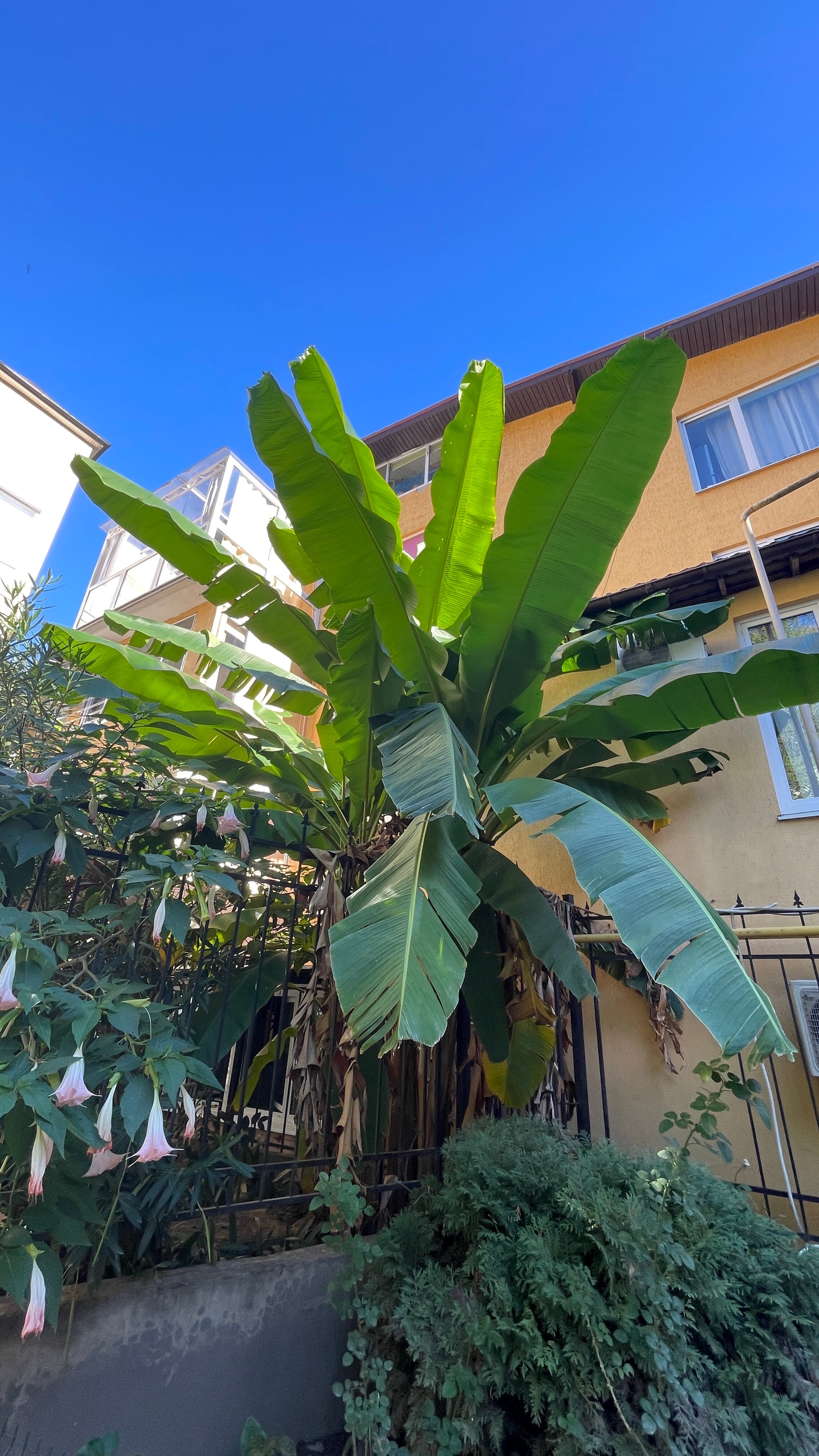 Фото Старая Хоста