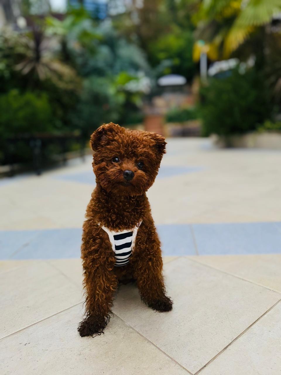 Фото Вилла Полианна