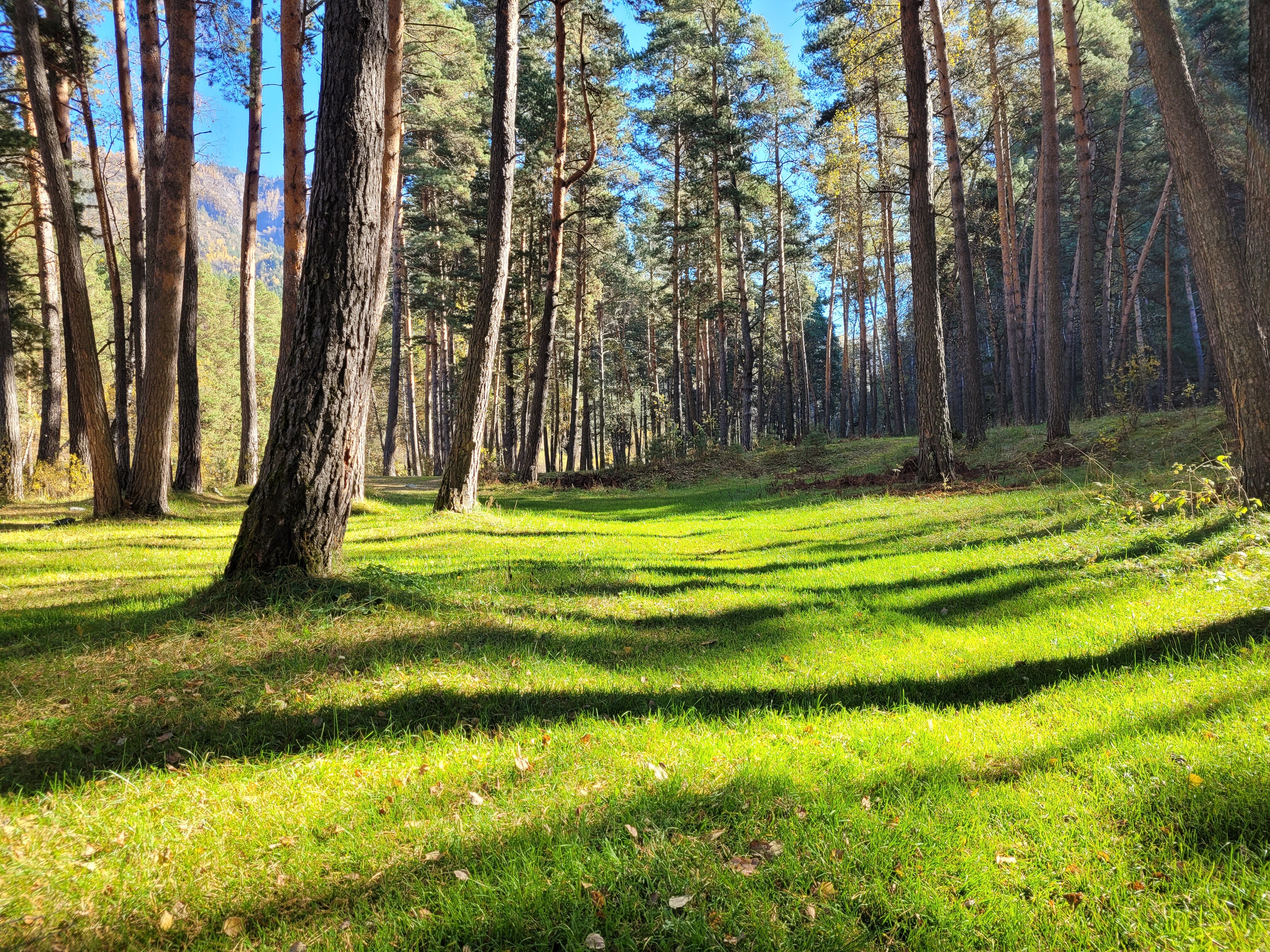 Фото Купольная база Royal Forest