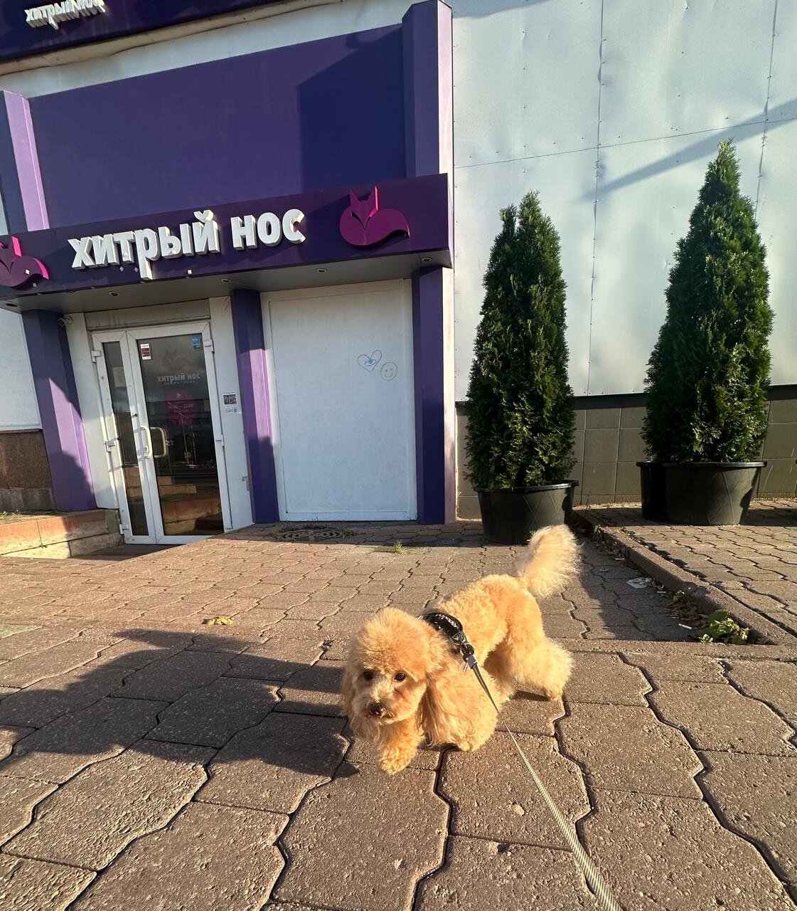 Хитрый нос - фото 11