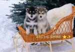 Arctic Shine kennel (Vesennyaya Street, 88) ، مركز حديقة الحيوان