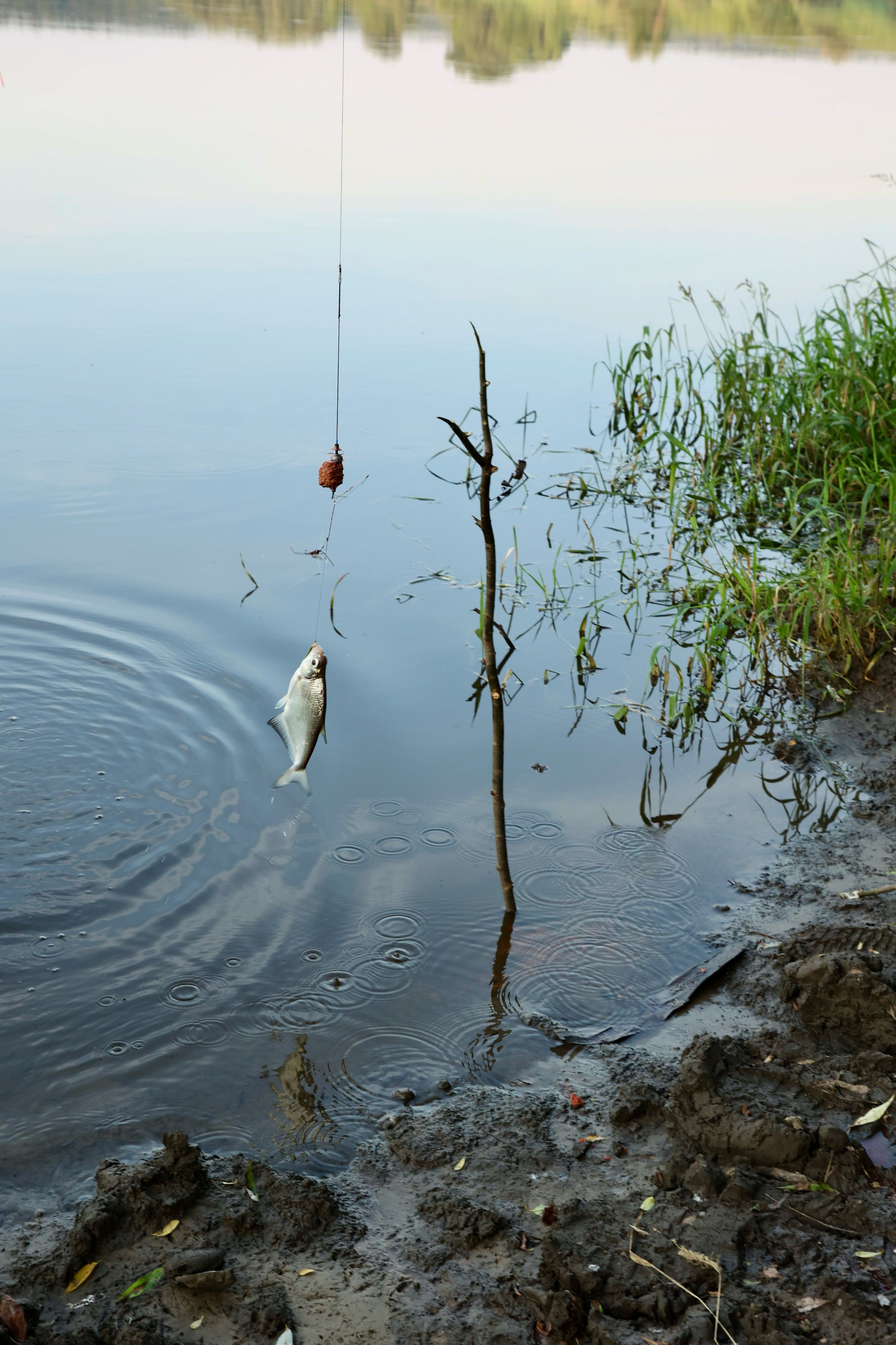 Фото ДомСорок