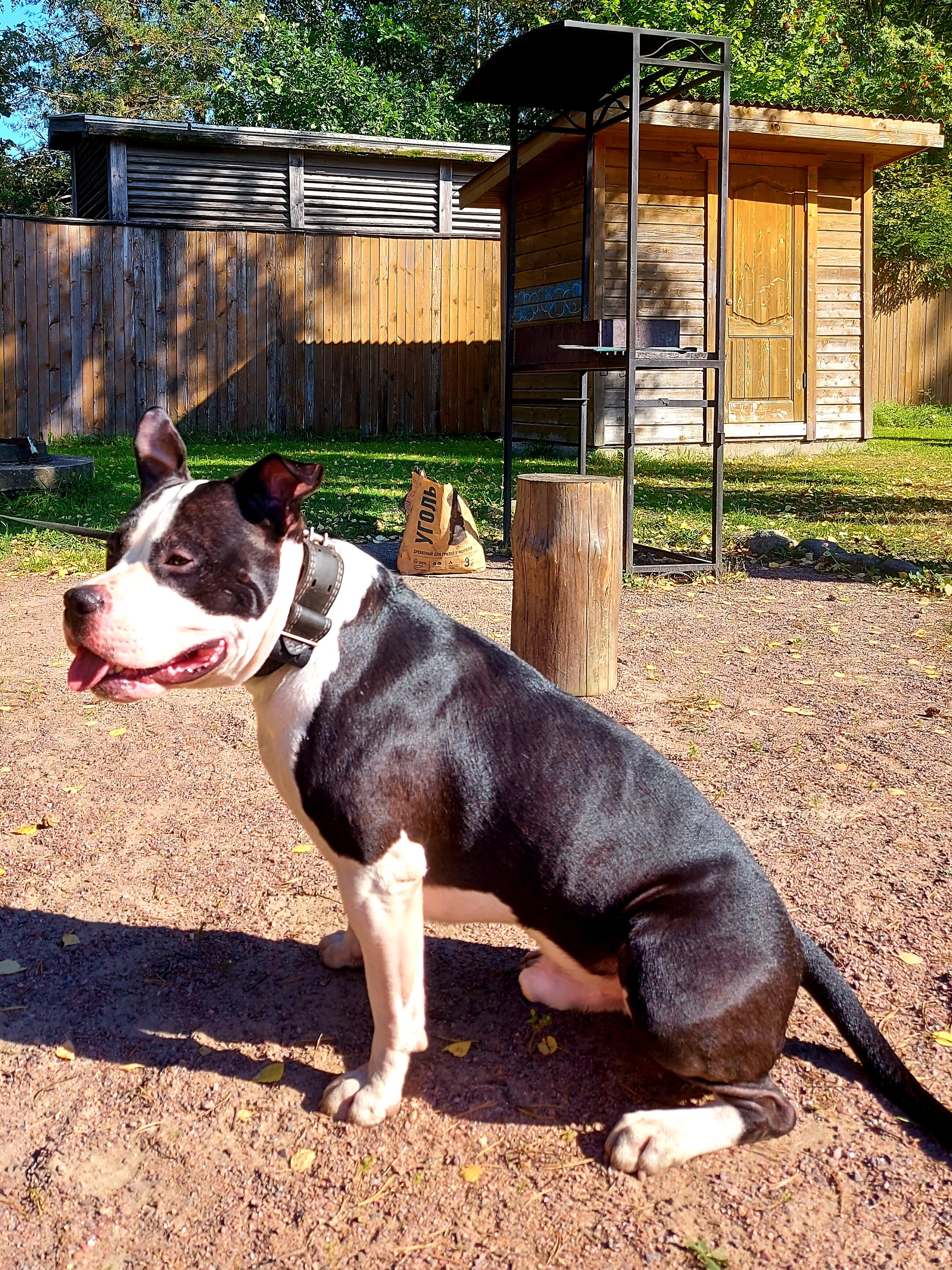 Фото Мичуринский дворик