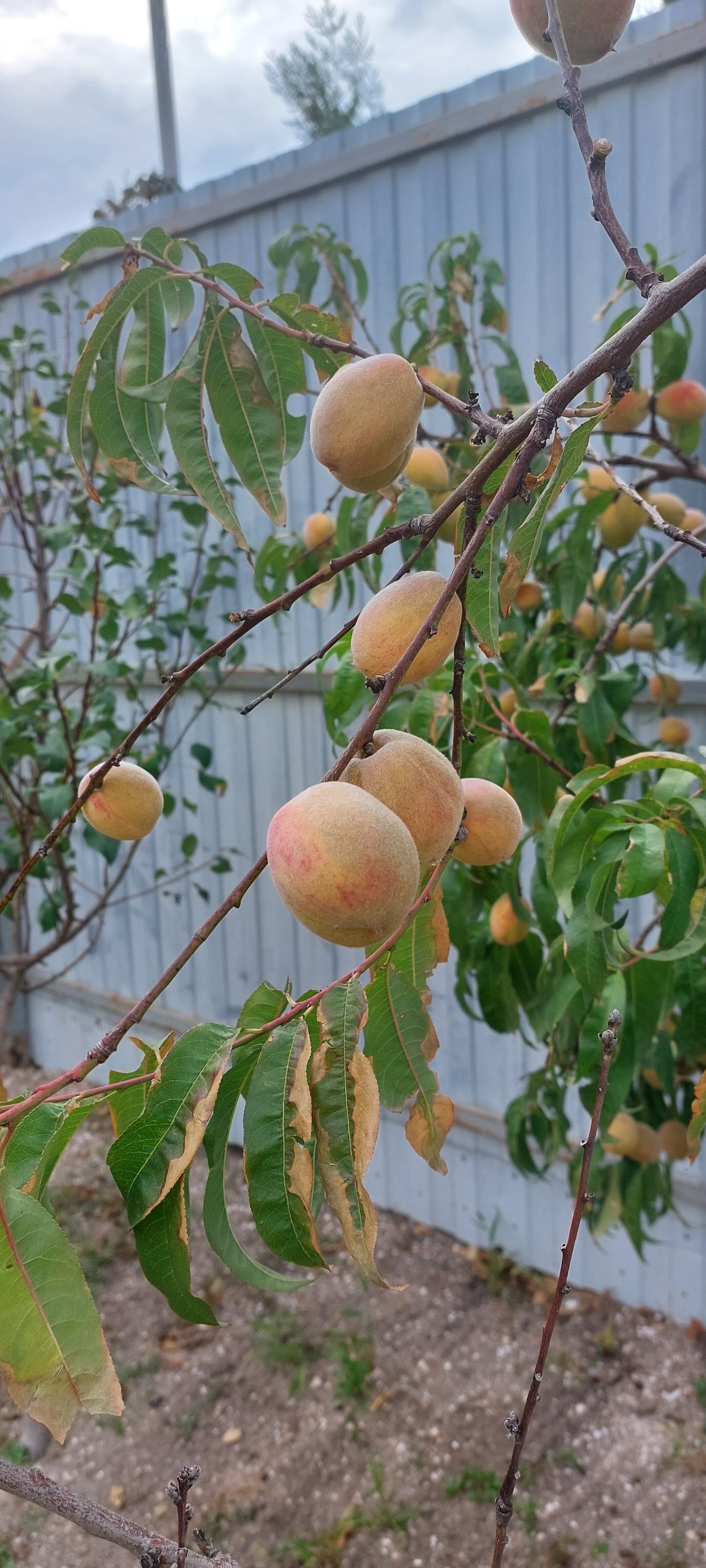 Фото Песчаный Берег