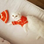 Armokitty (Istanbul, Umraniye, Serifali Neighborhood, Serdivan Street, 44), management company