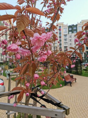 Гостиница Schwendlund Apartments в Зеленоградске