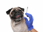 Liberty Veterinary Clinic (Jadaf Western Residence, Al Jadaf, Ras Al Khor, Dubai), veterinary clinic