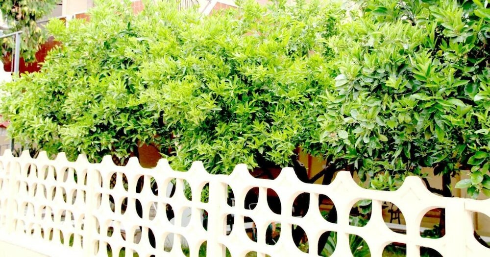 Фото Bed and Breakfast L'Aranceto