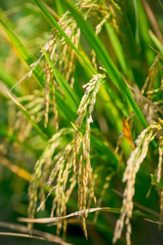 Фото Pertiwi Bisma Ubud
