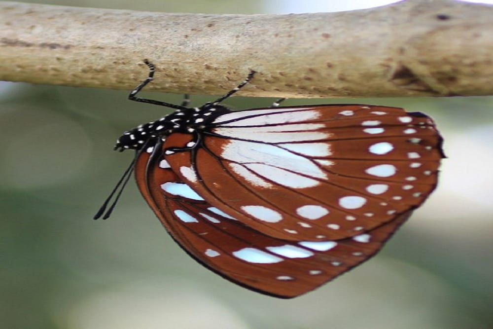 Фото Pinewood Beach Resort and SPA