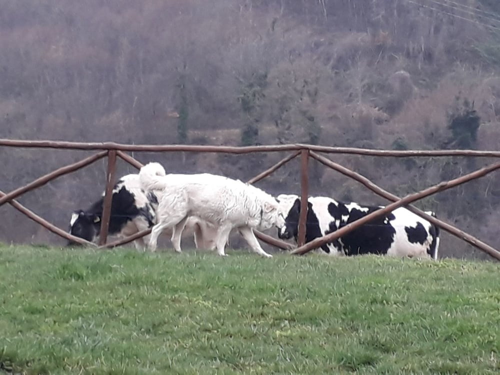 Фото Agriturismo La Vita è Bella