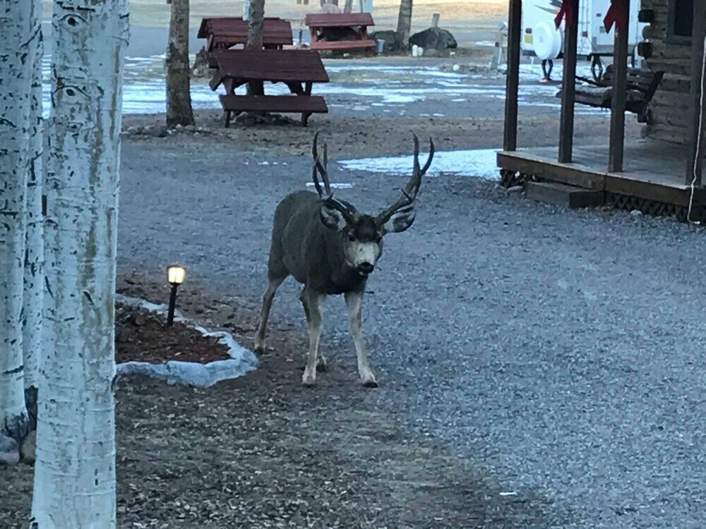 Фото Grandview Cabins & Rv Resort