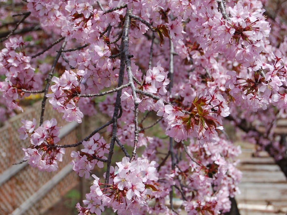 Фото Onsen Pension Hanasakiyama