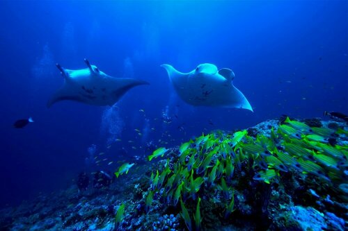 Гостиница Raffles Maldives Meradhoo Resort в Тинаду