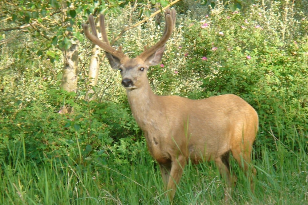 Фото Chateau Elise