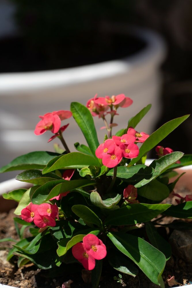 Фото Blue Dream Hotel