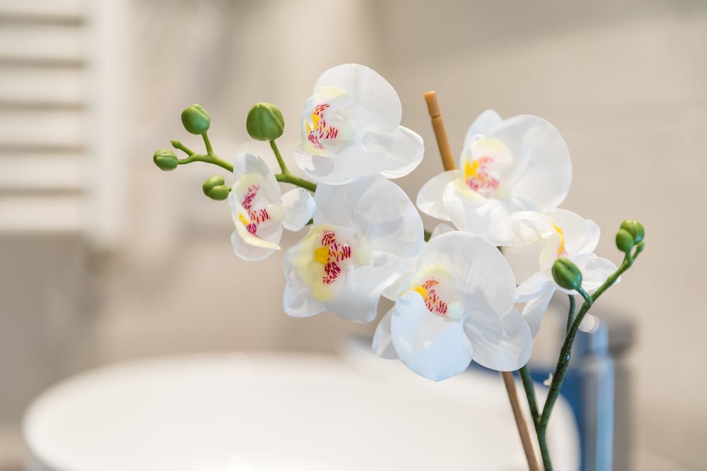 Фото Hotel Bij Boone