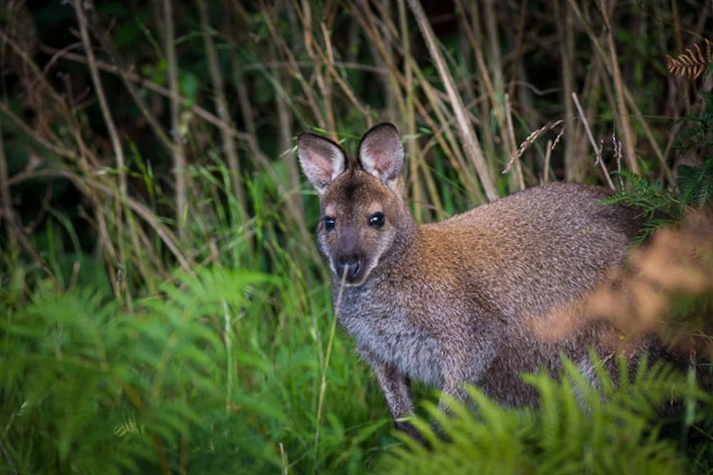 Фото River Vineyard Retreat