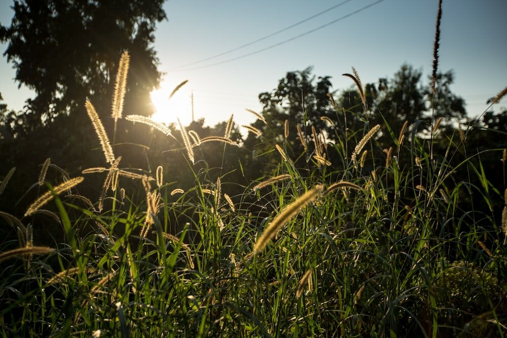 Фото Fanush Resort