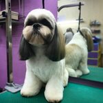 Ангелы (Okeanskiy Avenue, 66), pet salon