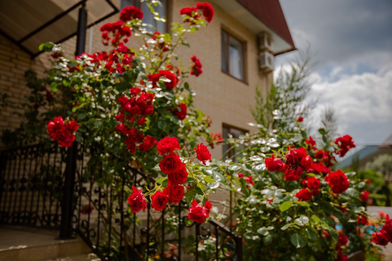 Фото Золотые ворота