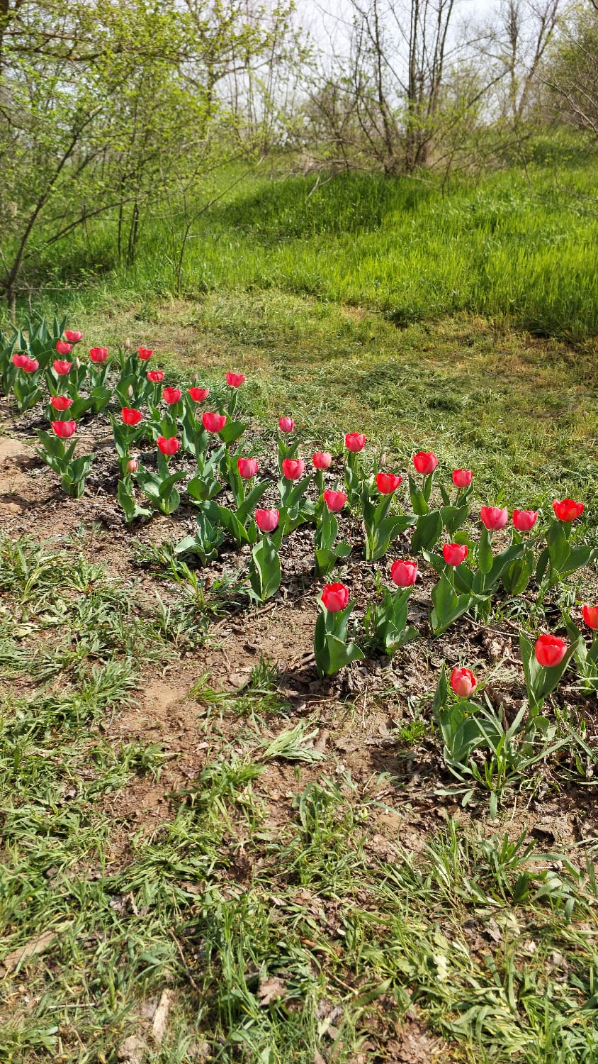 Фото Калмыцкий Дворик Sansara