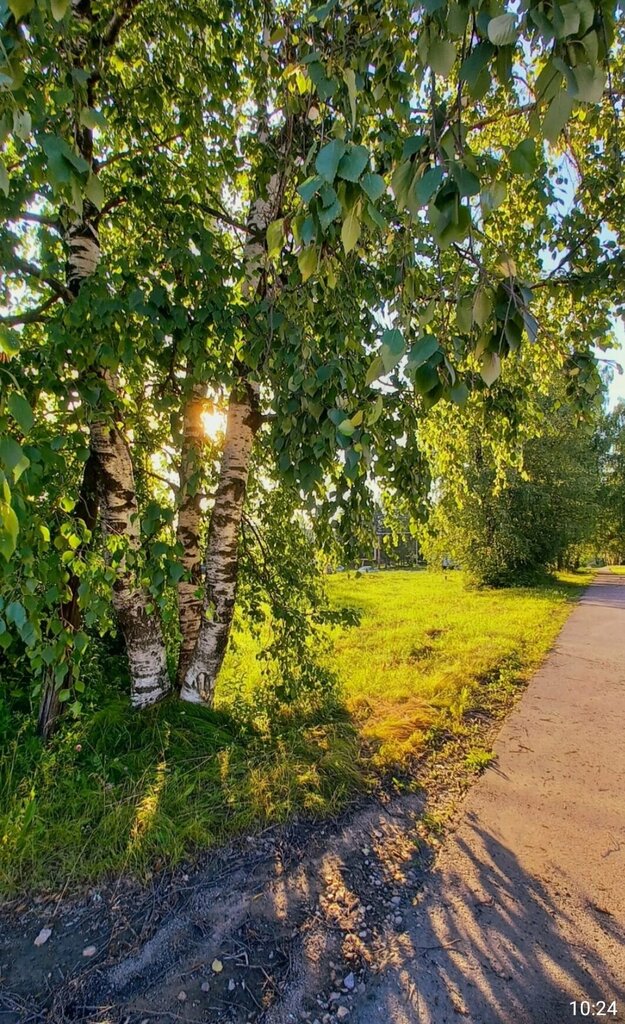 Reserva de la naturaleza Памятник природы регионального значения Белаевский Бор, , foto