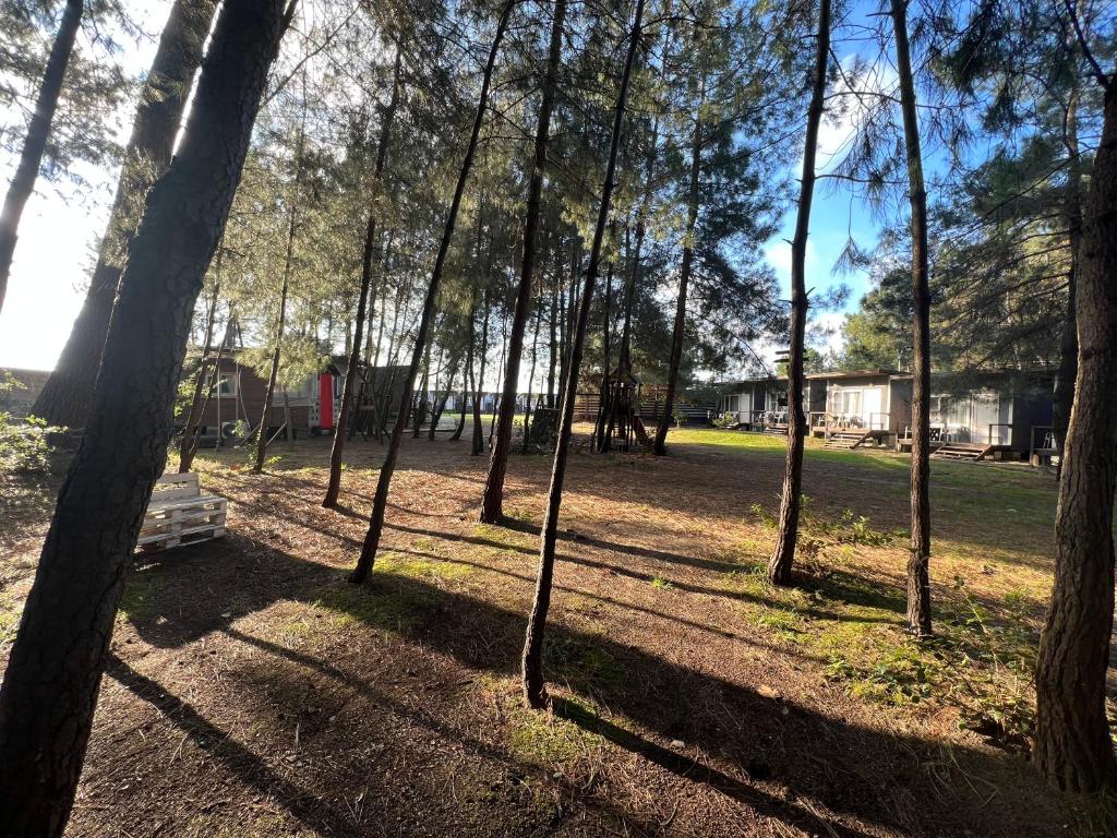 Фото Forest Club