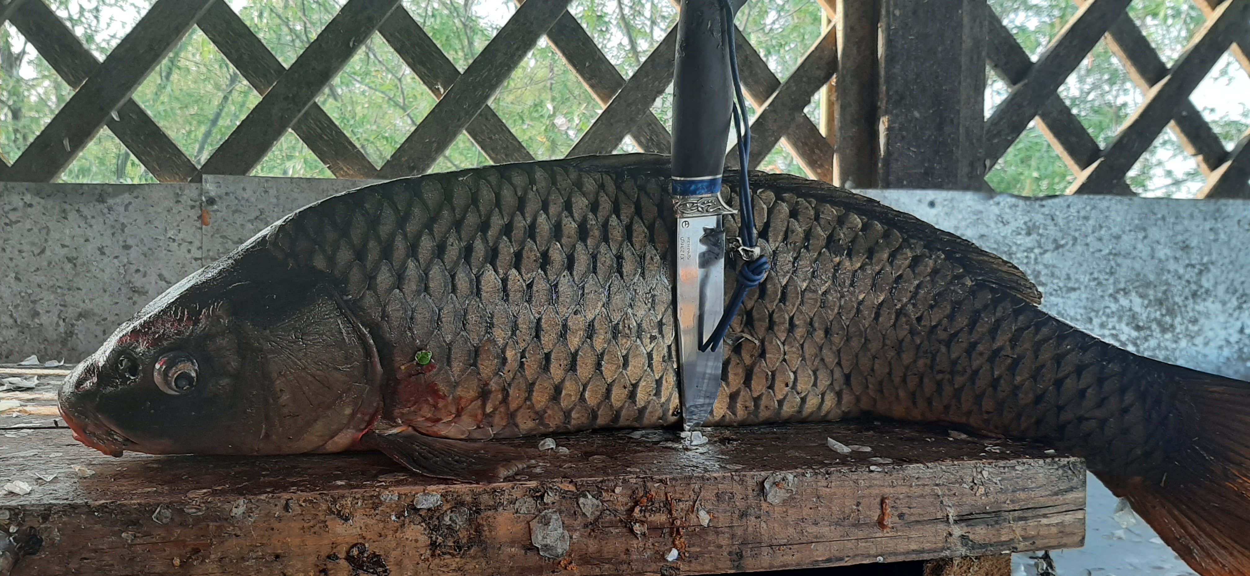 Фото Олигри Fish