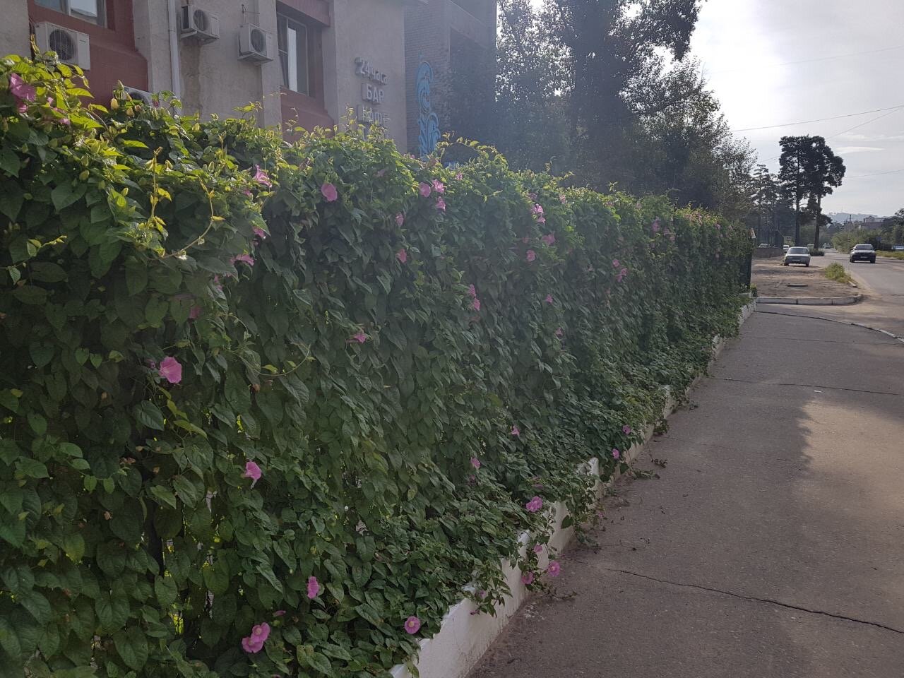 Фото Унисон