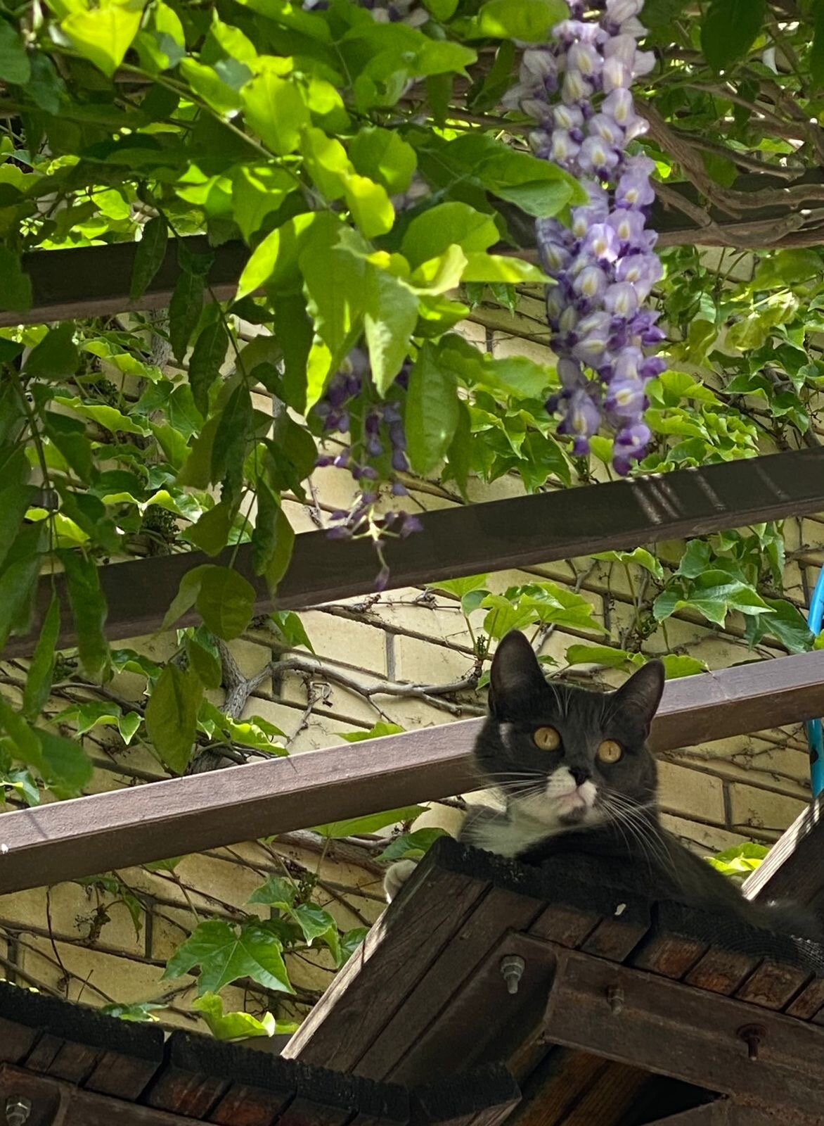 Фото Анисья