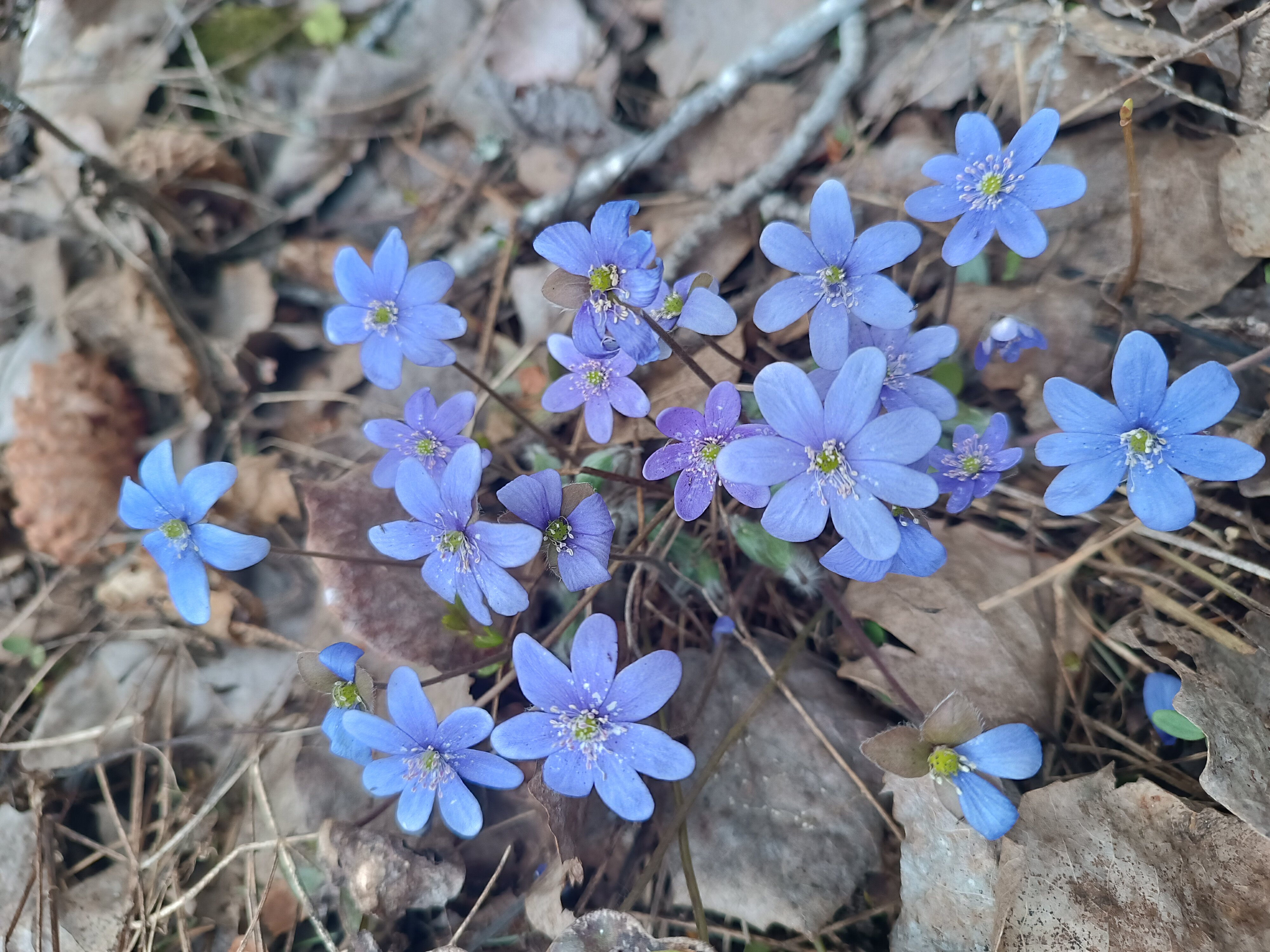 Фото Времена Года