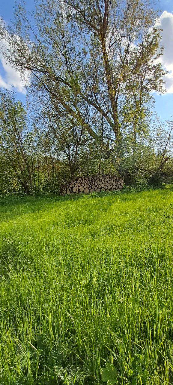 Фото Ёлки-Палки