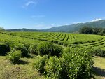 Matsesta Tea (selo Izmaylovka, Izmaylovskaya ulitsa, 141), excursiones